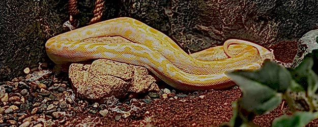 Sürüngenler